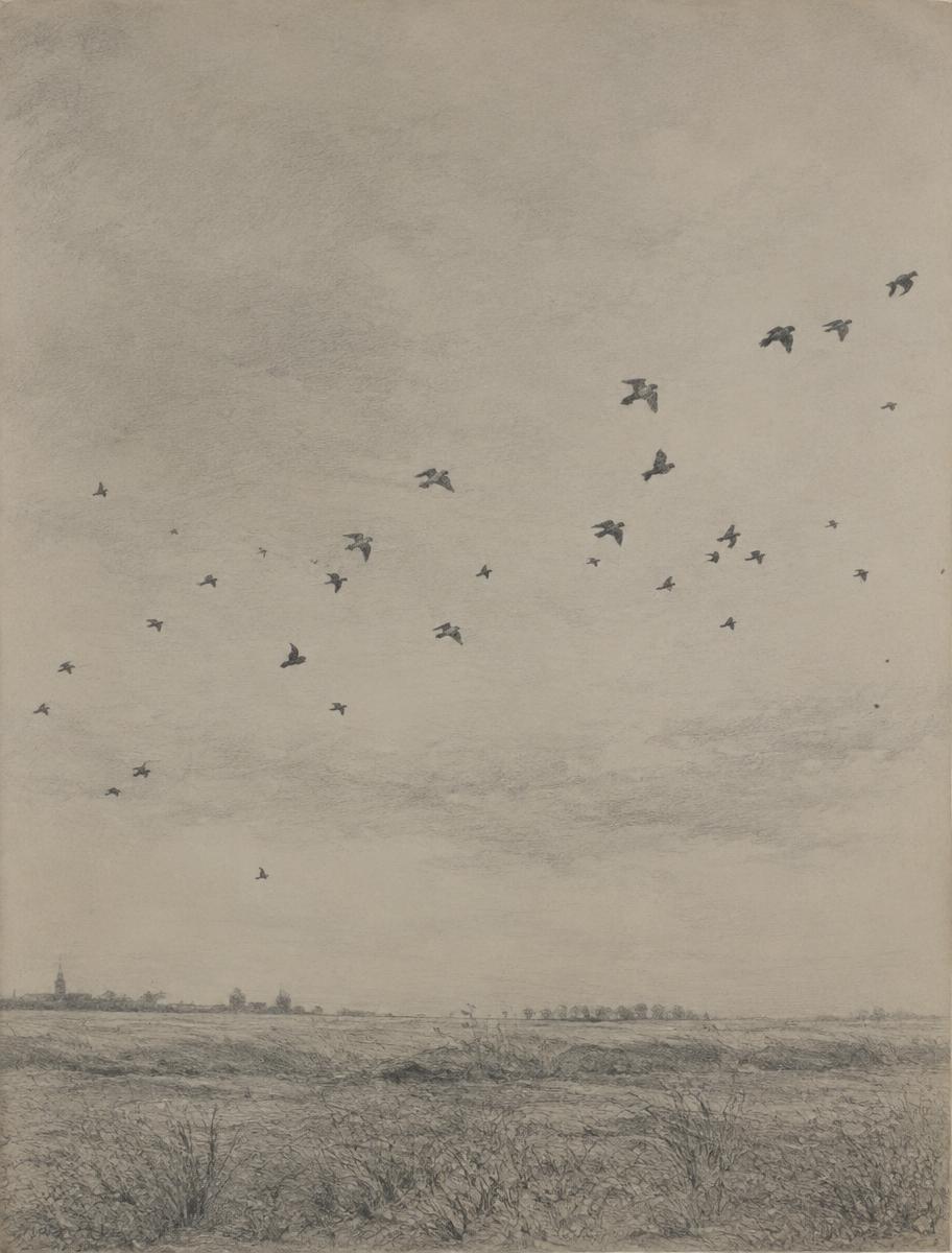 Oiseaux, 1974