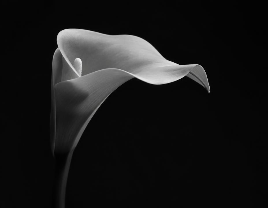 Calla, from the dark